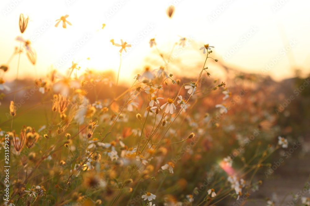 Grass flower in the meadow. Grass flower in the meadow.