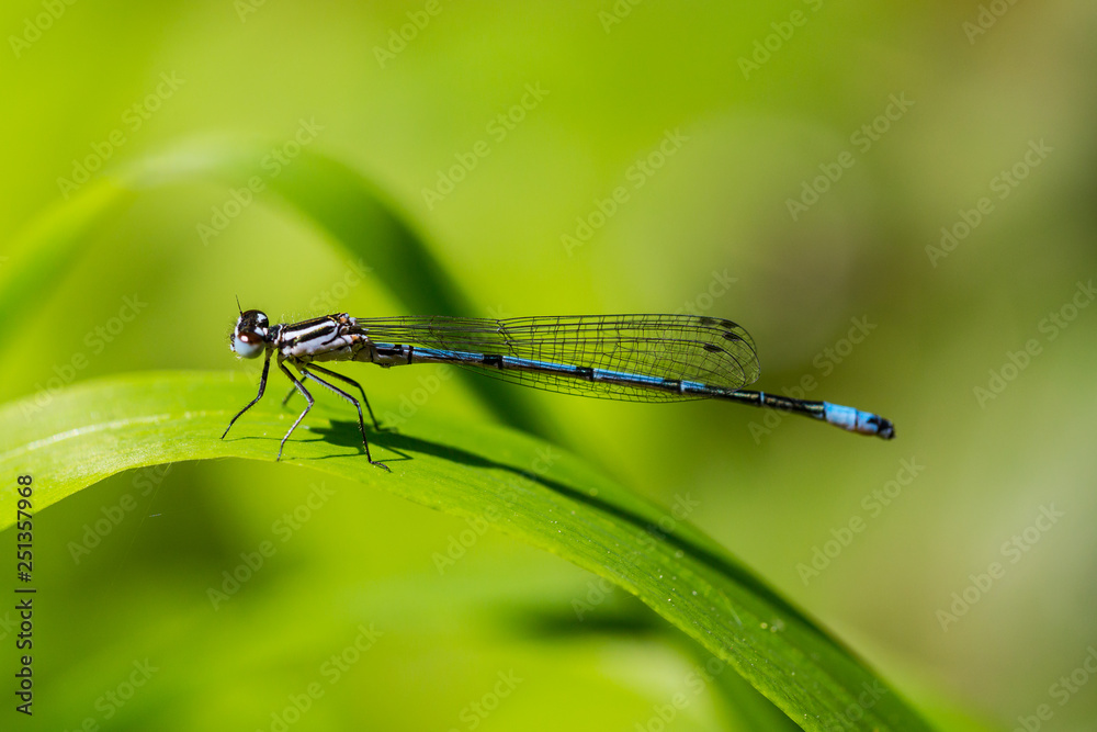 portrait azure damselfly (coenagrion puella) on green leaf portrait azure damselfly (coenagrion puella) on green leaf