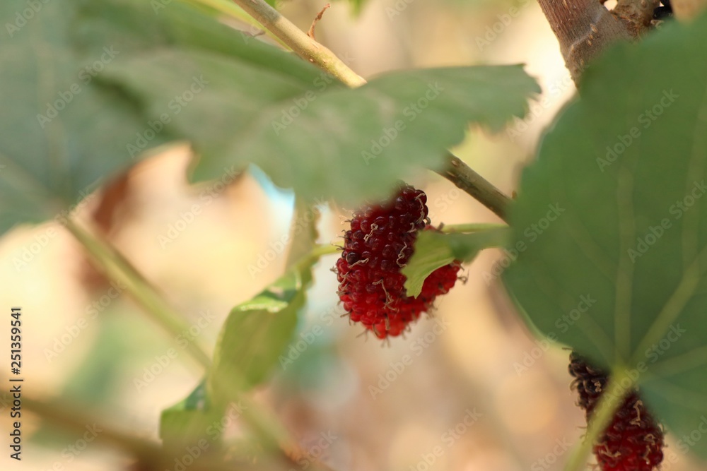 mulberry on the branch mulberry on the branch