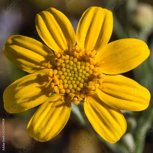 Wooly Sunflower (Eriopyllum lanatum) detail. photo