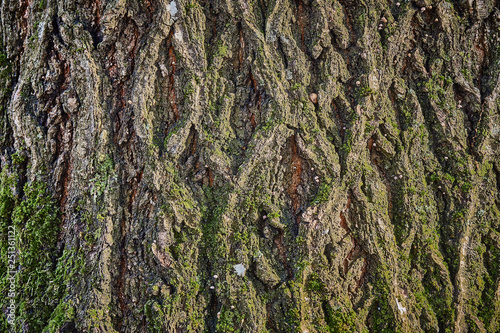 Red oak bark overgrown with green moss. The bark is brown with a gray tinge and green moss. Carved bark texture. Close-up. Nature concept for design photo