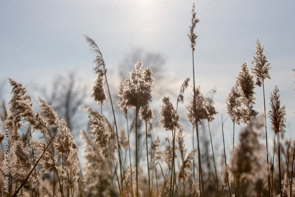 Fototapeta premium Reed