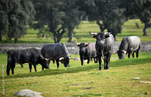 Fototapeta Naklejka Na Ścianę i Meble -  toro en el campo