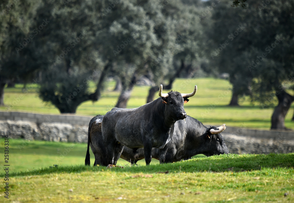Obraz premium toro en el campo