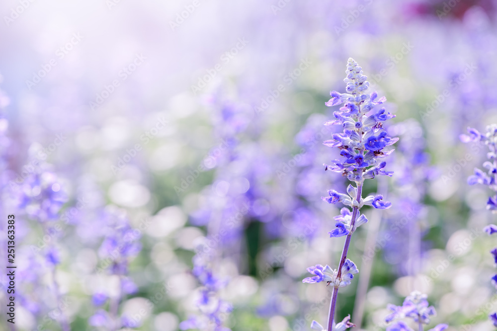 lavender flower in garden, lavender flower in garden,