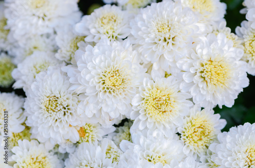 White Chrysanthemum flower on top view