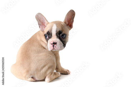 Cute little French bulldog sitting isolated