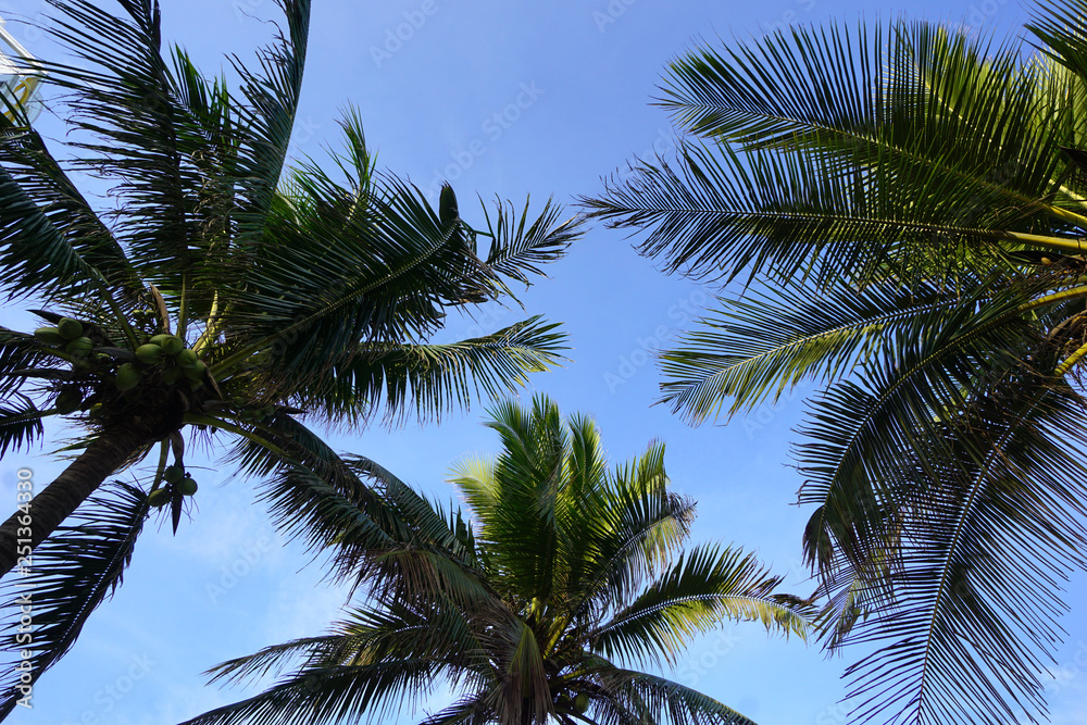 Fototapeta premium 1