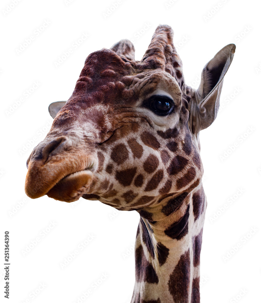 giraffe isolate on white background with clipping path giraffe isolate on white background with clipping path