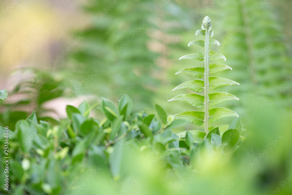 Beautyful green ferns leaves with blurred background. Fern growing in garden. Beautyful green ferns leaves with blurred background. Fern growing in garden.