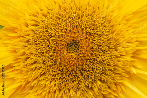 Flower sunflower bright bloom.