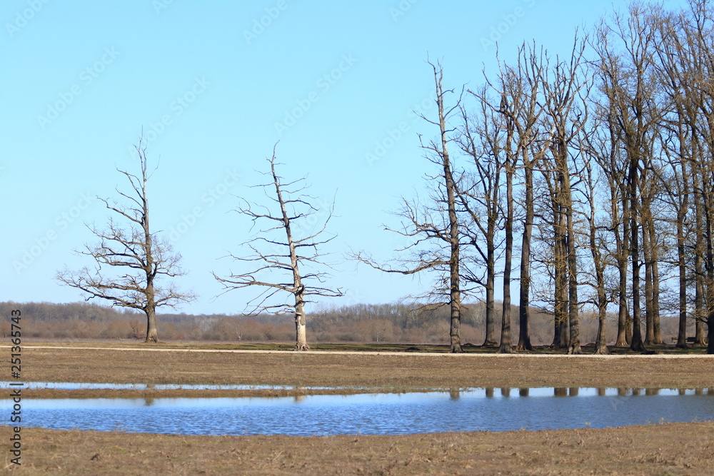 custom made wallpaper toronto digitalOld oaks forest in Nature park Lonjsko polje, Croatia