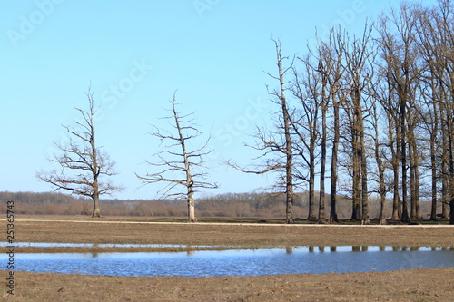 Wallpaper Mural Old oaks forest in Nature park Lonjsko polje, Croatia Torontodigital.ca