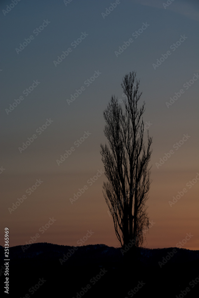 Fototapeta premium 夕暮れの空とポプラ