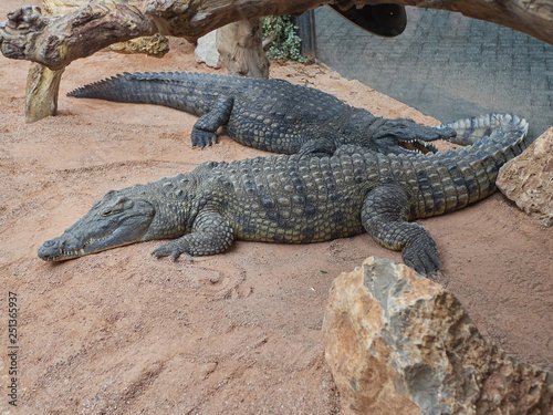 Crocodiles resting during sunny day