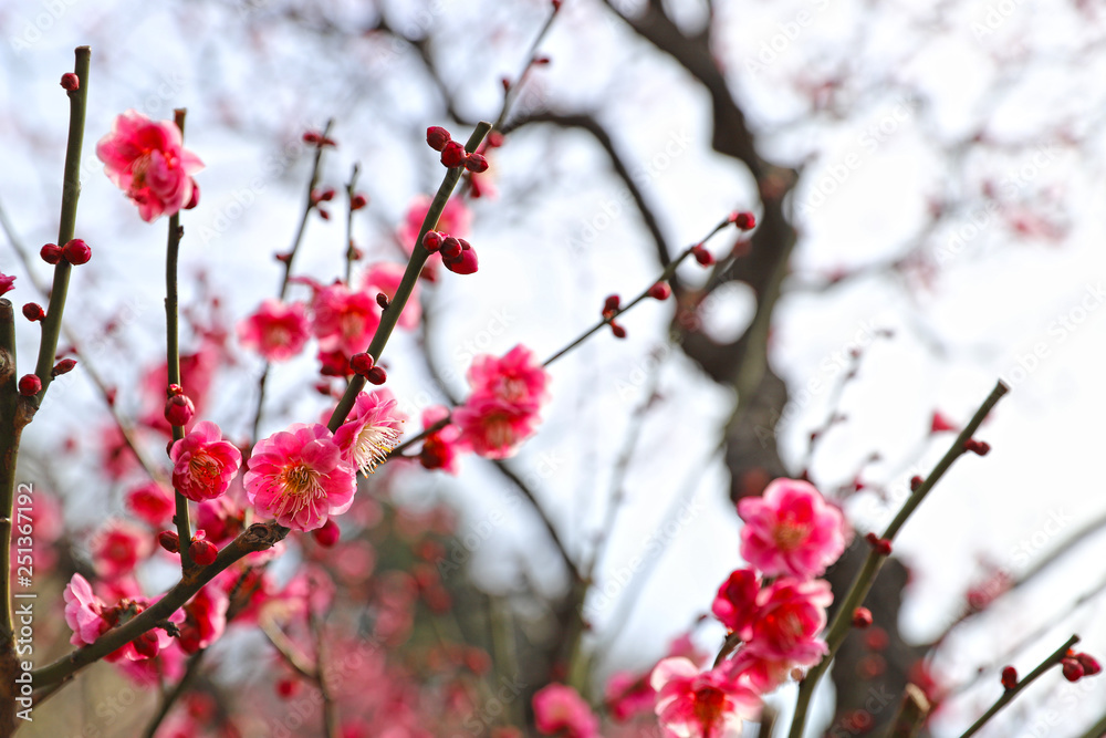 【日本の春】八重梅の花（紅梅）