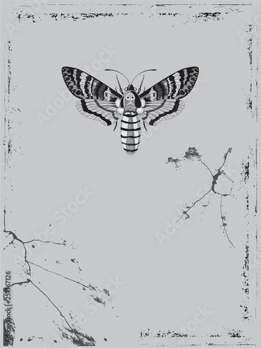  background with butterfly death head hawk