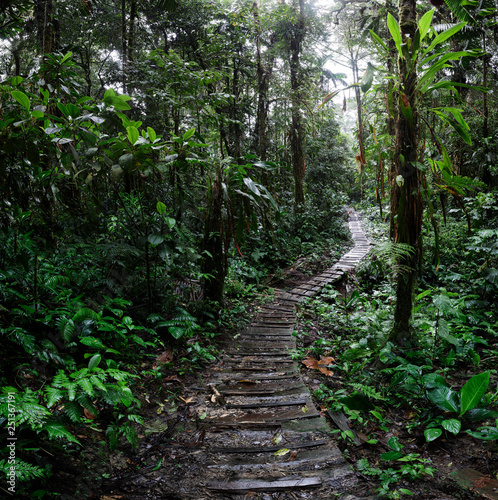 jungle trail winding trough the Amazon rain forest of Colombia. A path of adventure and exploration trough the tropical jungle
