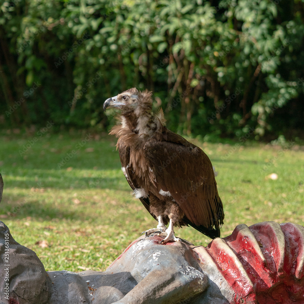 Fototapeta premium Scavenging vulture