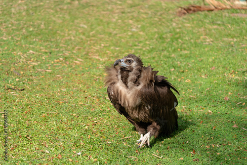 Scavenging vulture