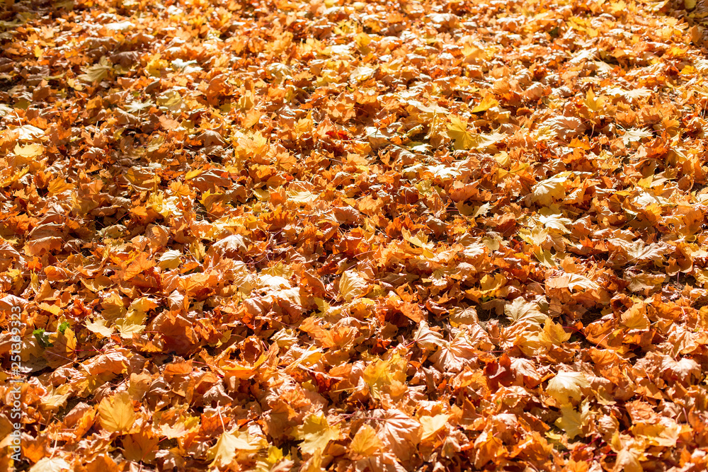 Red and Orange Autumn Leaves Background, Golden autumn in warm colors Red and Orange Autumn Leaves Background, Golden autumn in warm colors