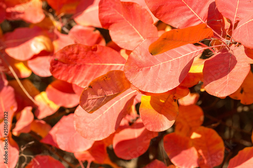 Red and Orange Autumn Leaves Background, Golden autumn in warm colors 