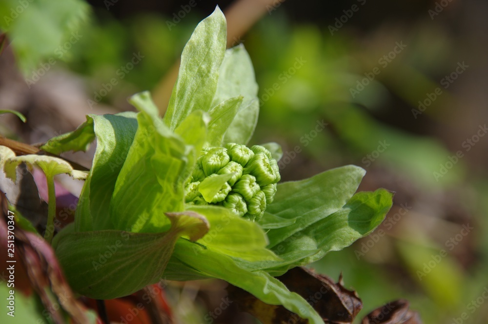 Obraz premium ふきのとう 山菜