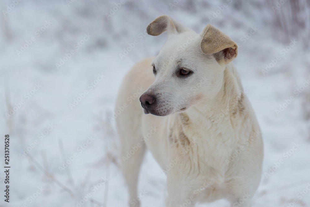 Dogs play in the snow in winter, Beautiful portrait of a pet on a sunny winter day	