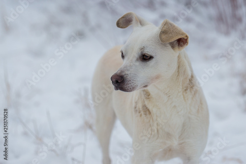 Dogs play in the snow in winter, Beautiful portrait of a pet on a sunny winter day 