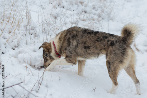 Dogs play in the snow in winter, Beautiful portrait of a pet on a sunny winter day  © Mountains Hunter