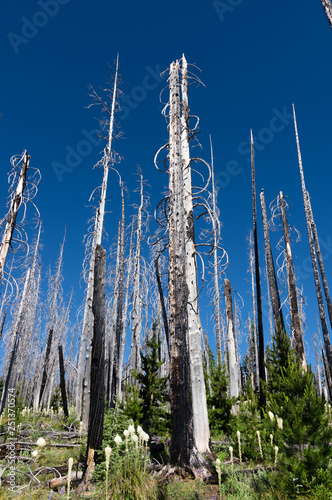Forest fire regeneration. Pine trees and wildflowers growing in a stand of burned trees. Oregon.