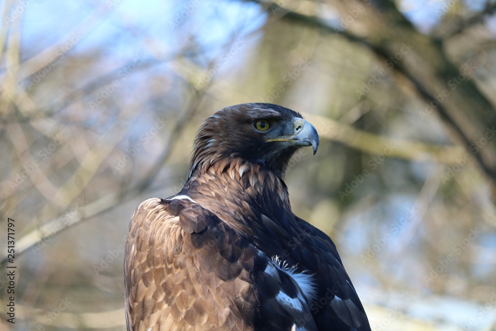 Fototapeta premium Aigle
