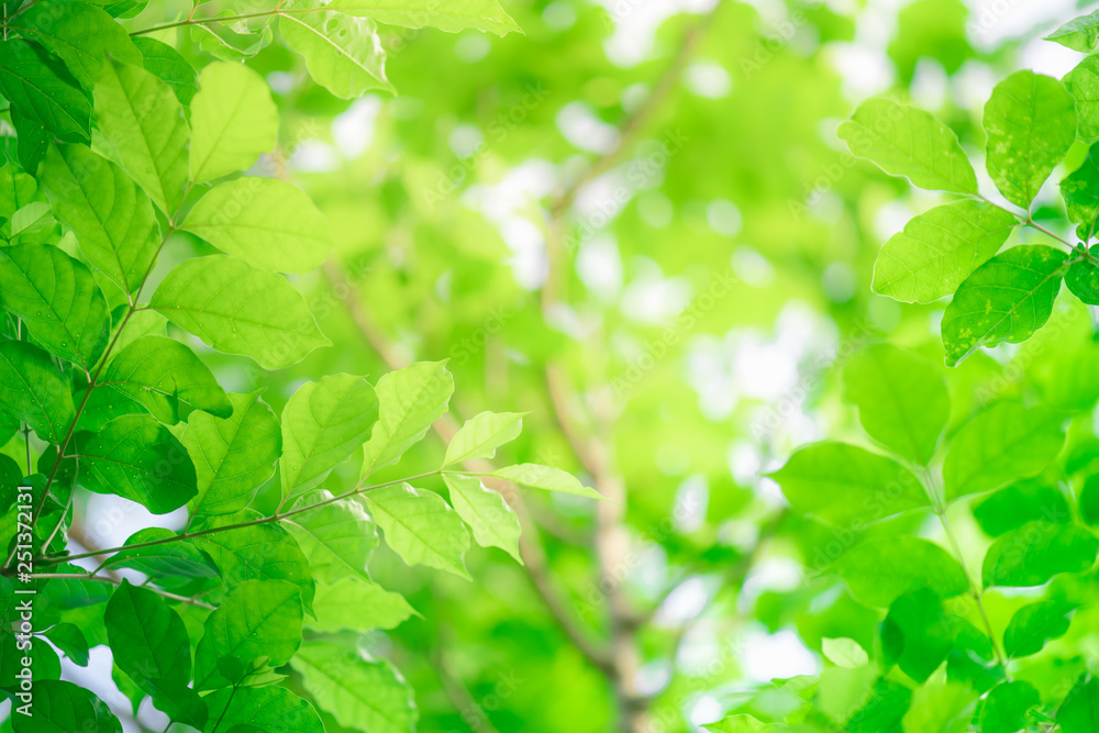 Closeup nature green leaf on blurred background with copy space, ecology concept. Closeup nature green leaf on blurred background with copy space, ecology concept.