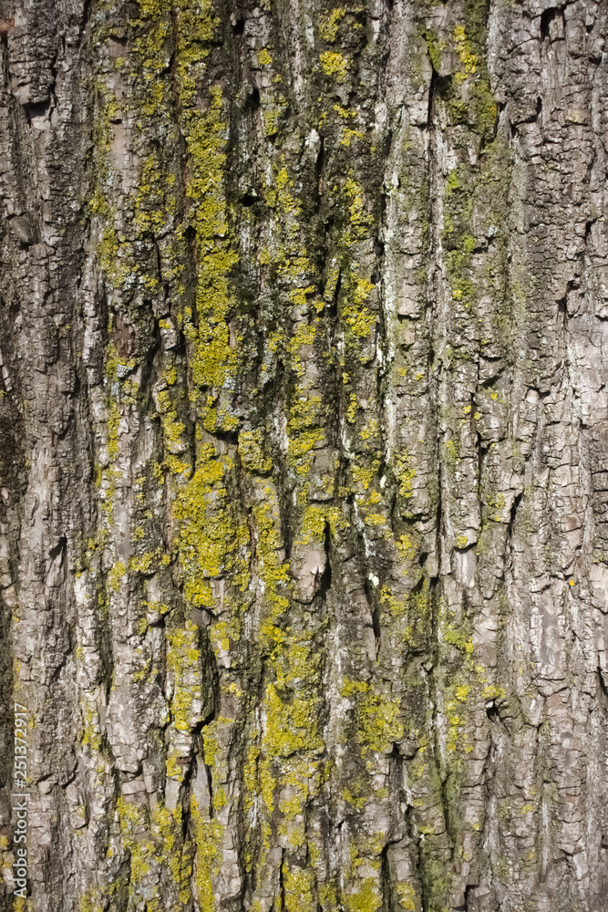 Close up of weathered tree bark with lichen and moss. Close up of weathered tree bark with lichen and moss.