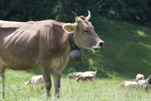 Fototapeta Naklejka Na Ścianę i Meble -  cow on a meadow
