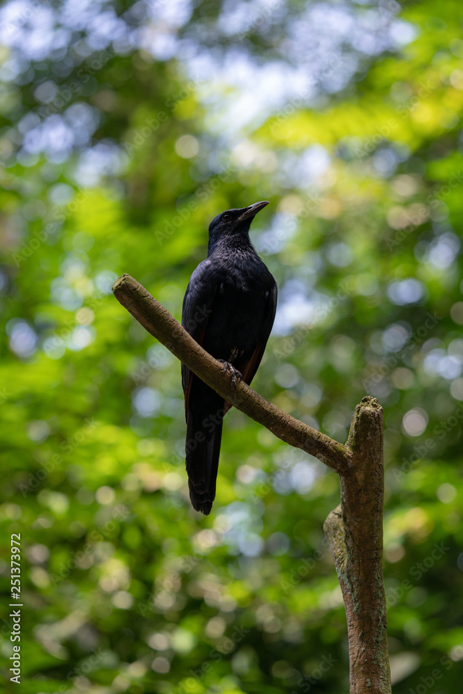 Red-winged starling perching on the tree branch Red-winged starling perching on the tree branch