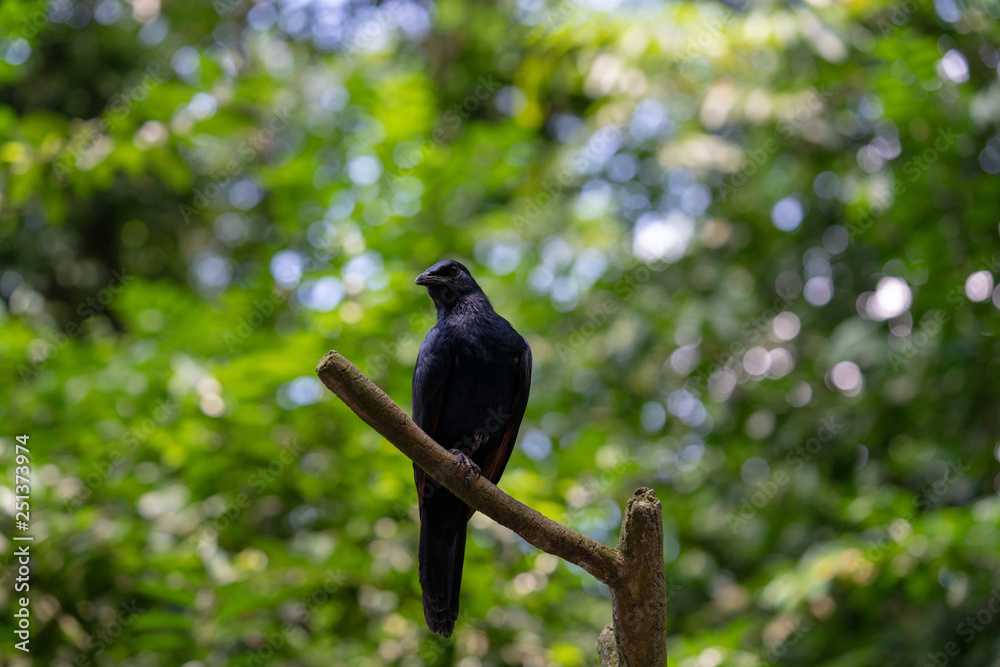 Red-winged starling perching on the tree branch Red-winged starling perching on the tree branch