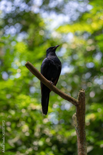 Red-winged starling perching on the tree branch 