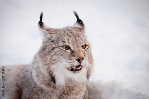 Abordable Eurasian Lynx  portrait in winter field