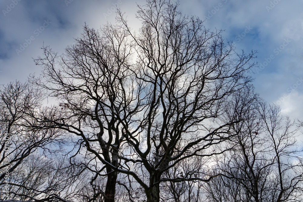Sky and clouds shining between branches of trees Sky and clouds shining between branches of trees