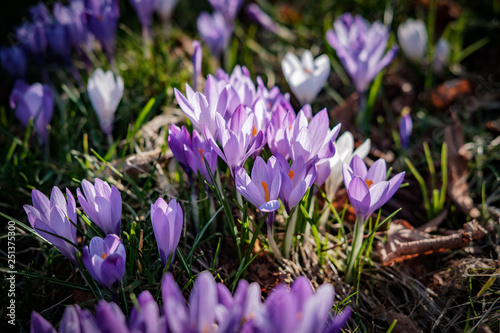 Corcus in bloom photo