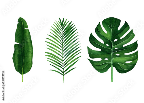 Watercolor tropic leaves.
