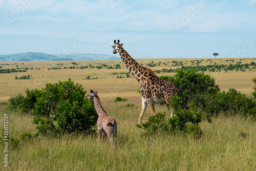 Canvas Print Cute giraffe calf