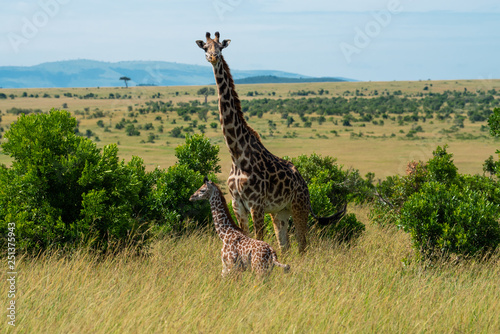 Canvas Print Cute giraffe calf