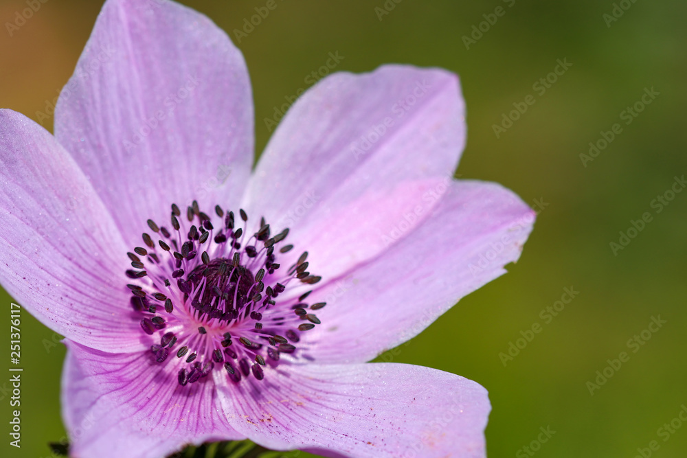 Spring season; wild flower; Anemone (Anemone coronaria) Spring season; wild flower; Anemone (Anemone coronaria)