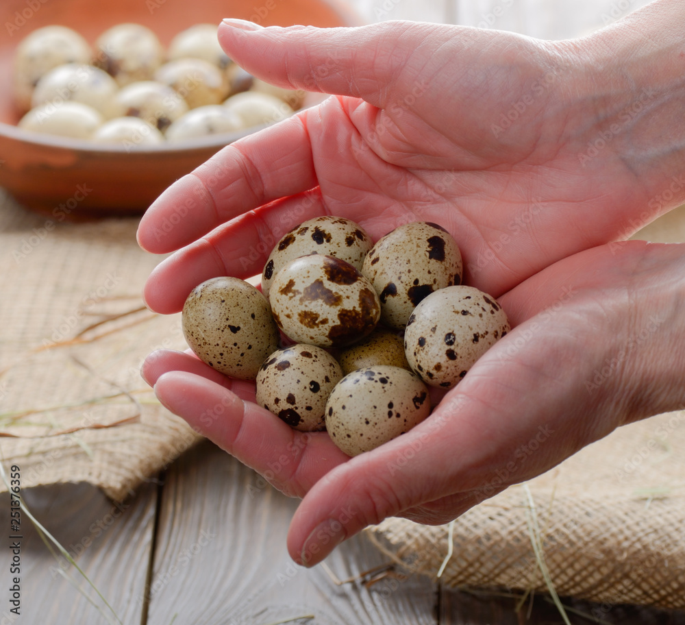 Fresh organic quail eggs in woman hands over wooden rustic kitchen table. Space for text Fresh organic quail eggs in woman hands over wooden rustic kitchen table. Space for text