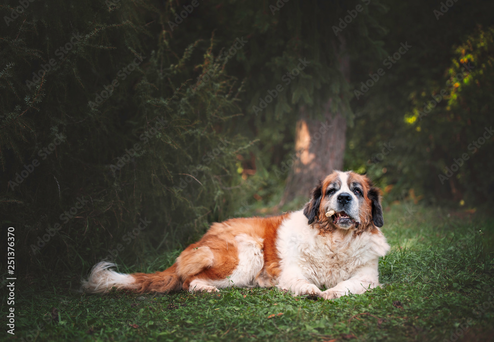St bernard dog laying on the ground St bernard dog laying on the ground