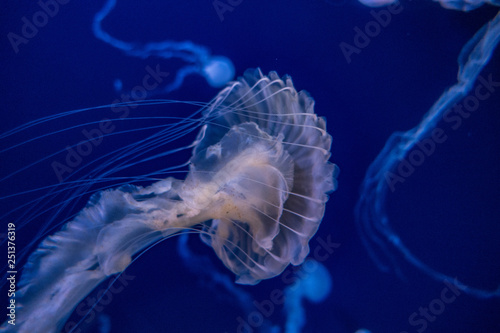 Beautiful Jellyfish with blue background