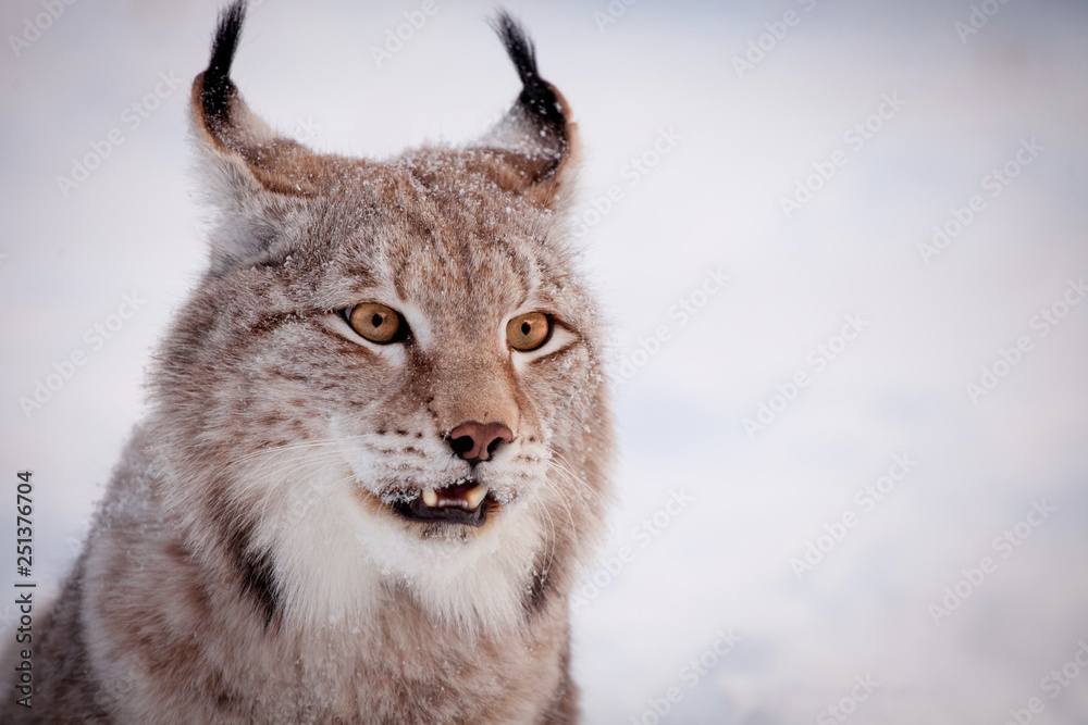Abordable Eurasian Lynx, portrait in winter field Abordable Eurasian Lynx, portrait in winter field