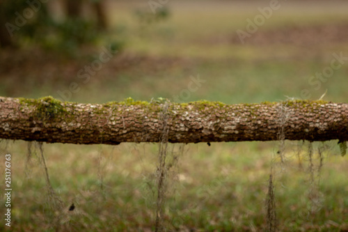 moss hanging from tree limb background